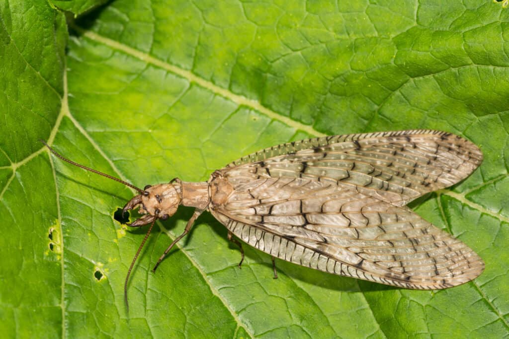 Femmina Dobsonfly orientale (Corydalus hornutus)