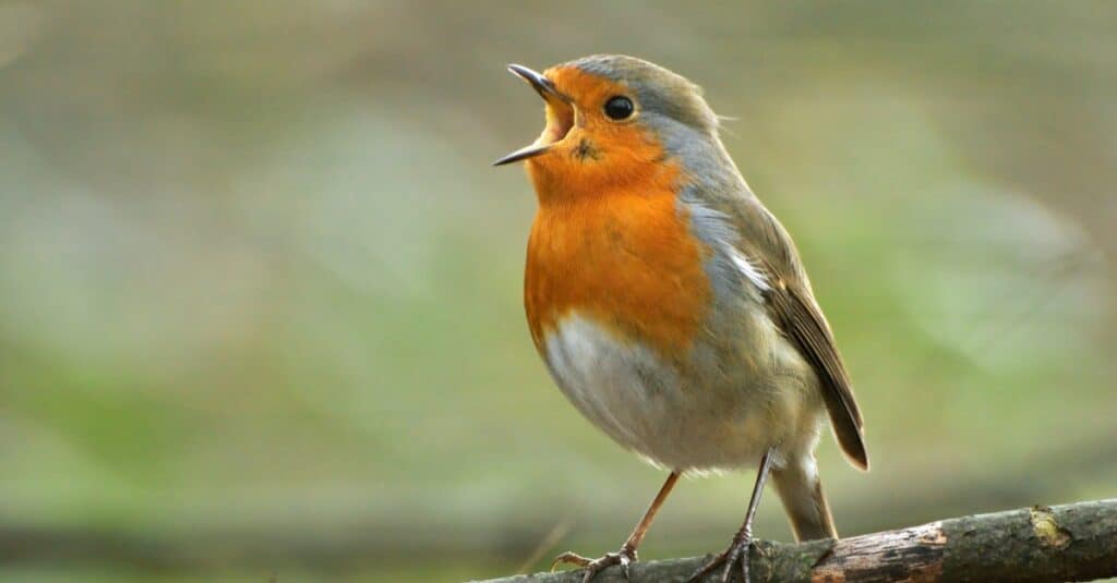 Il pettirosso europeo che canta ad alta voce.