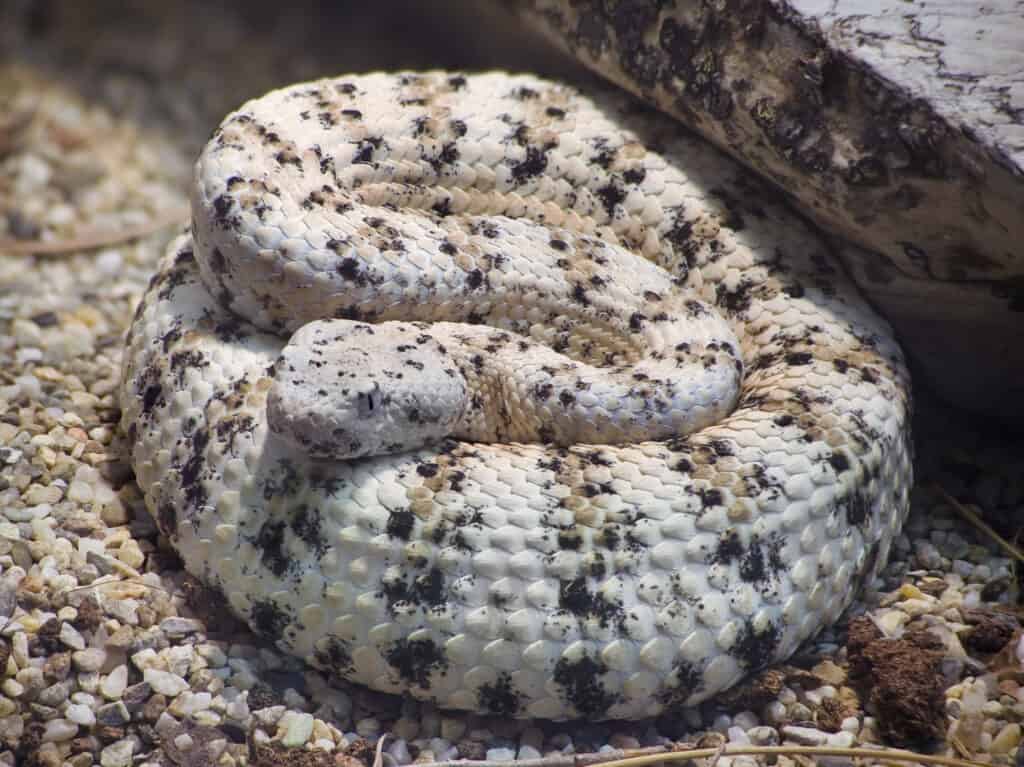 Un serpente a sonagli maculato