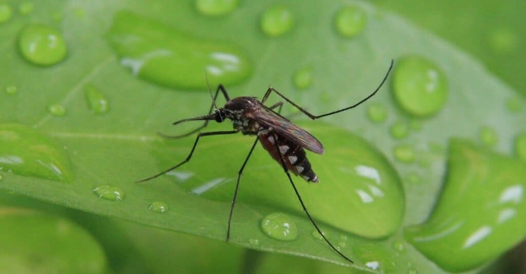 Se le zanzare si estinguessero, creerebbe un gigantesco effetto a catena