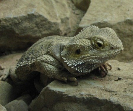 Drago Barbuto Su Una Roccia