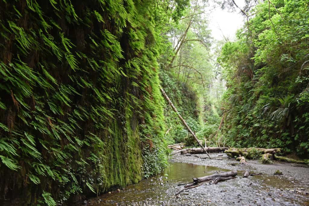 Parco statale di Prairie Creek Redwoods