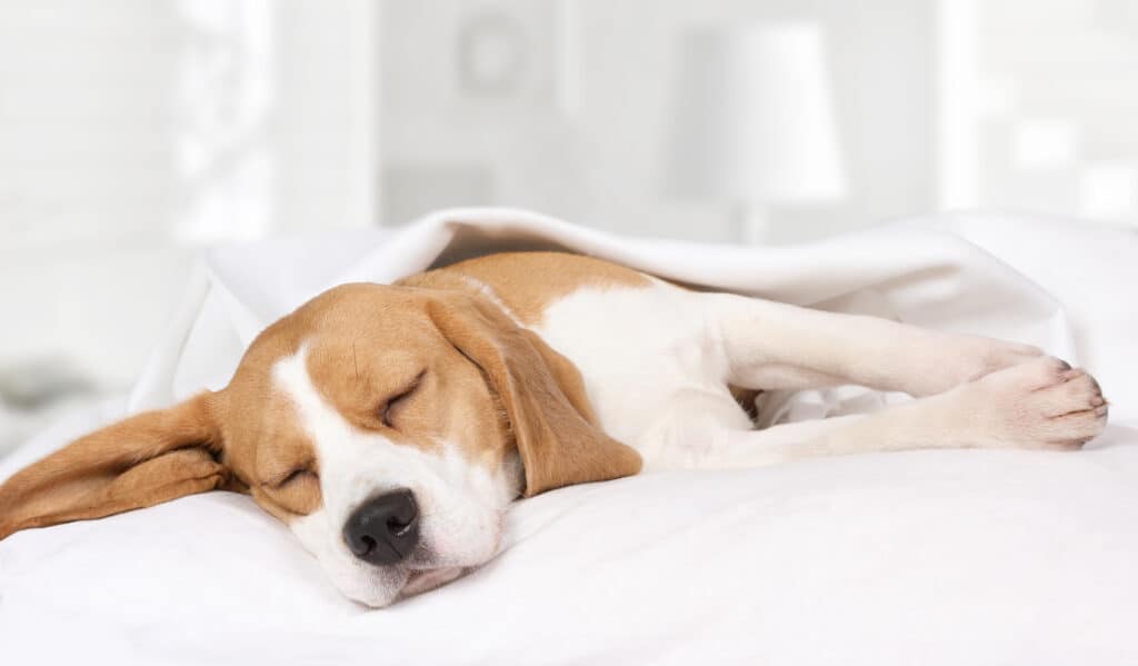 beagle addormentato