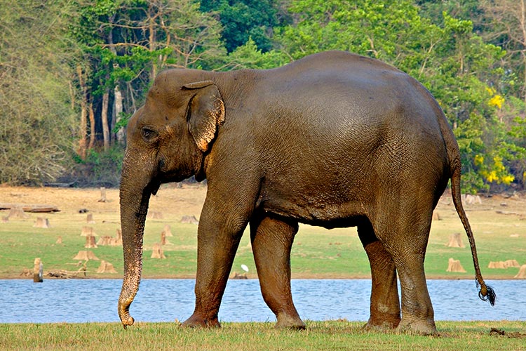 Elefante indiano, Parco Nazionale di Nagarhole, Karnataka, India