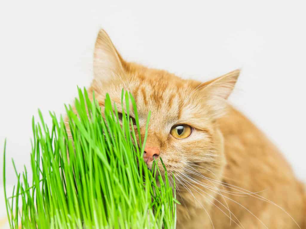 Un gatto arancione che mangia erba gatta
