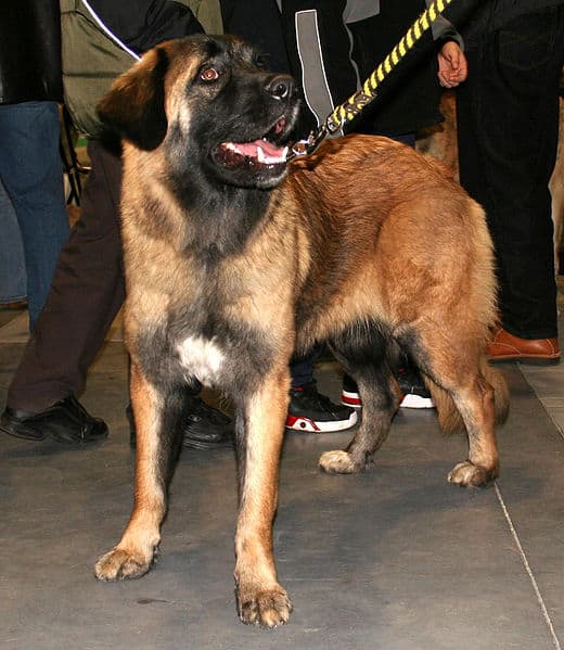 Estrela Mountain Dog in piedi con il suo conduttore