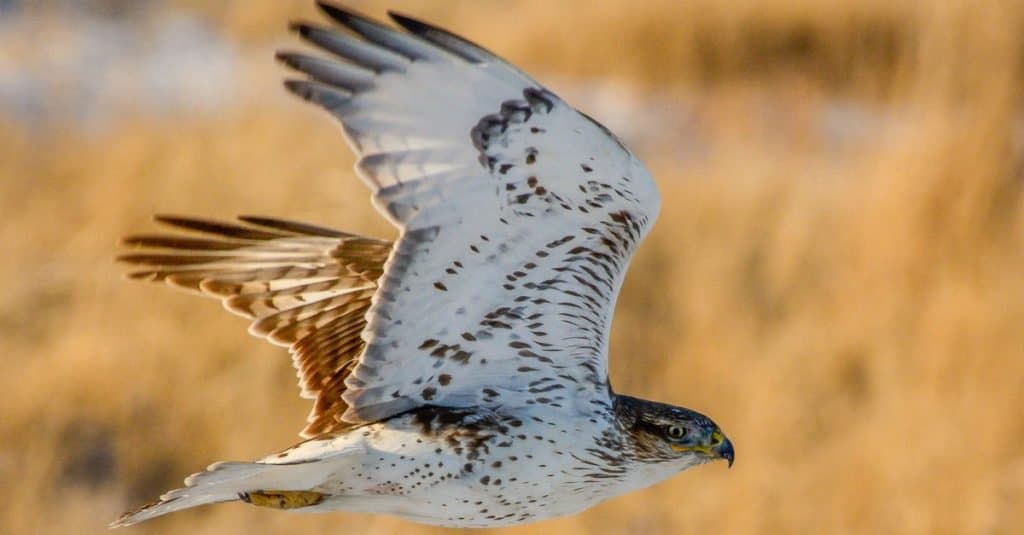 Falco ferruginoso che vola basso sopra i prati.