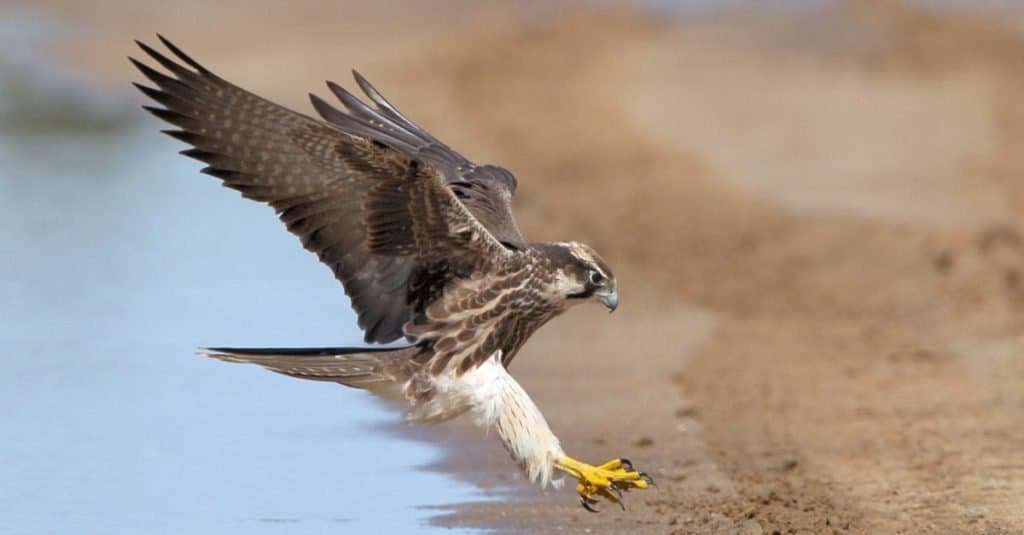 Lanner Falcon atterra vicino all'acqua nel Kalahari