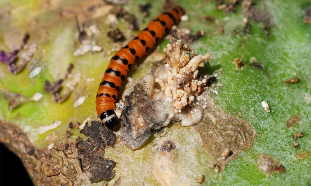 Caterpillar di lepidottero di cactus su un fico d'india
