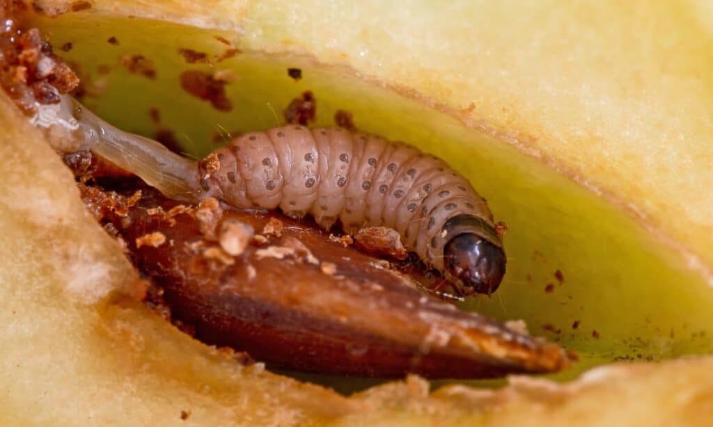 Larva di falena codling, Cydia pomonella.  Sono i principali parassiti delle colture agricole, principalmente frutti come mele e pere nei frutteti e nei giardini.