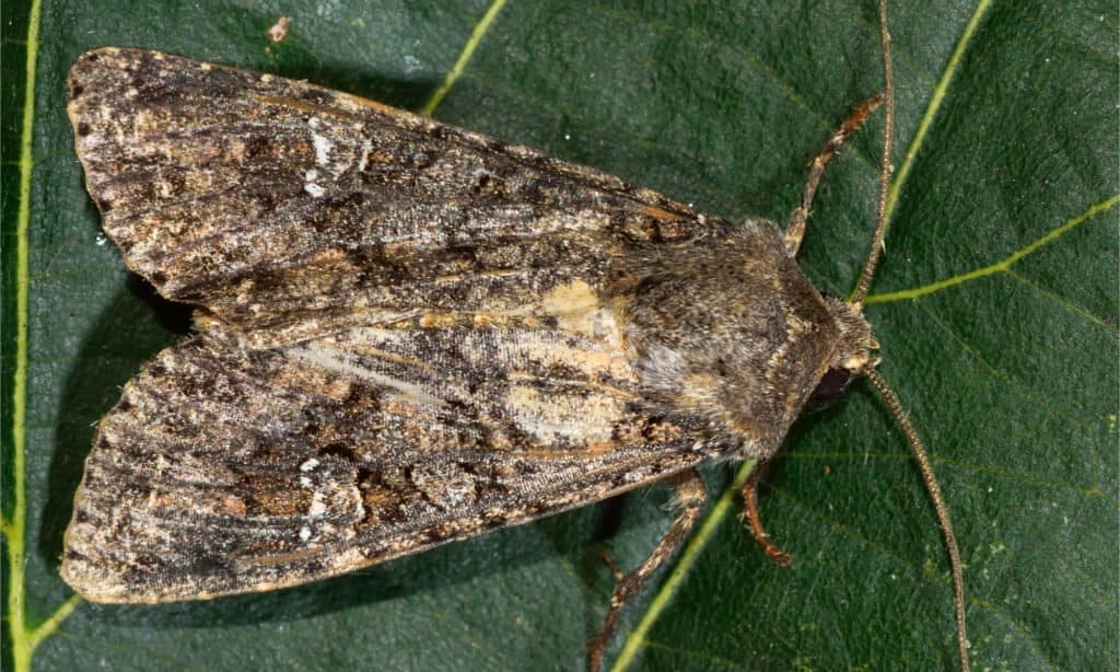 Una tignola del cavolo provoca danni alle colture di cavolo