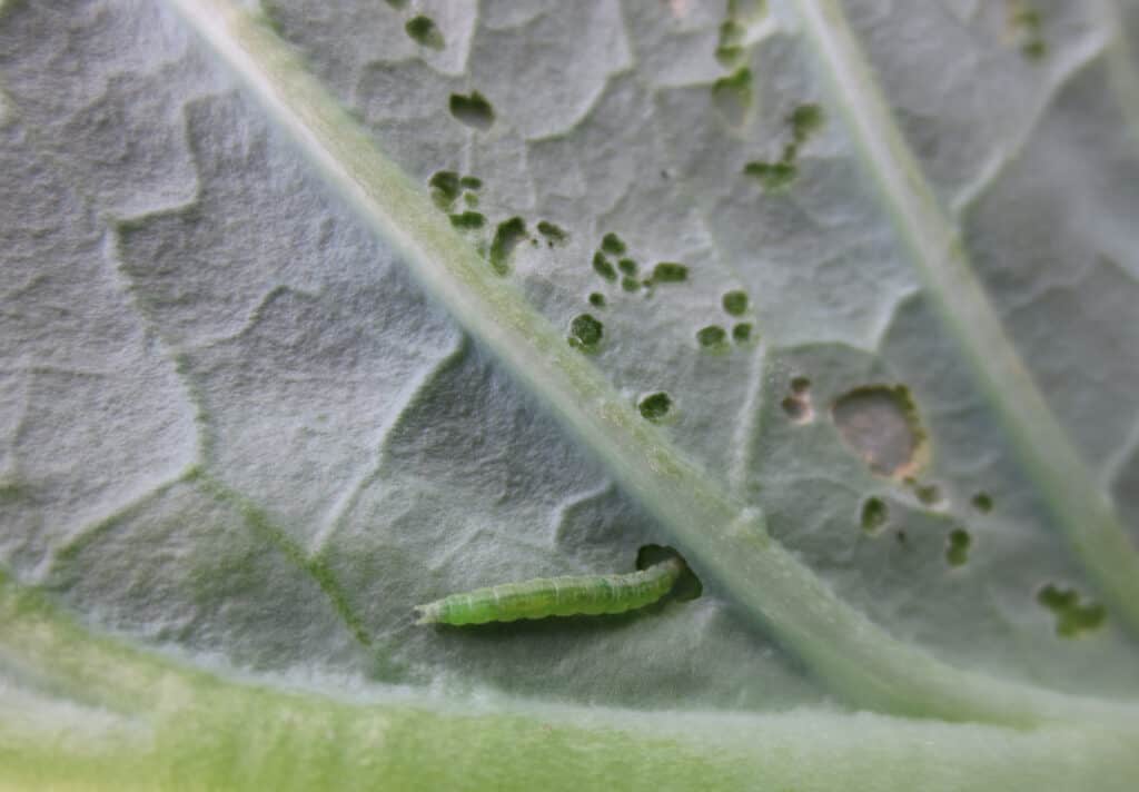 foglia di cavolo noioso larva di falena diamondback