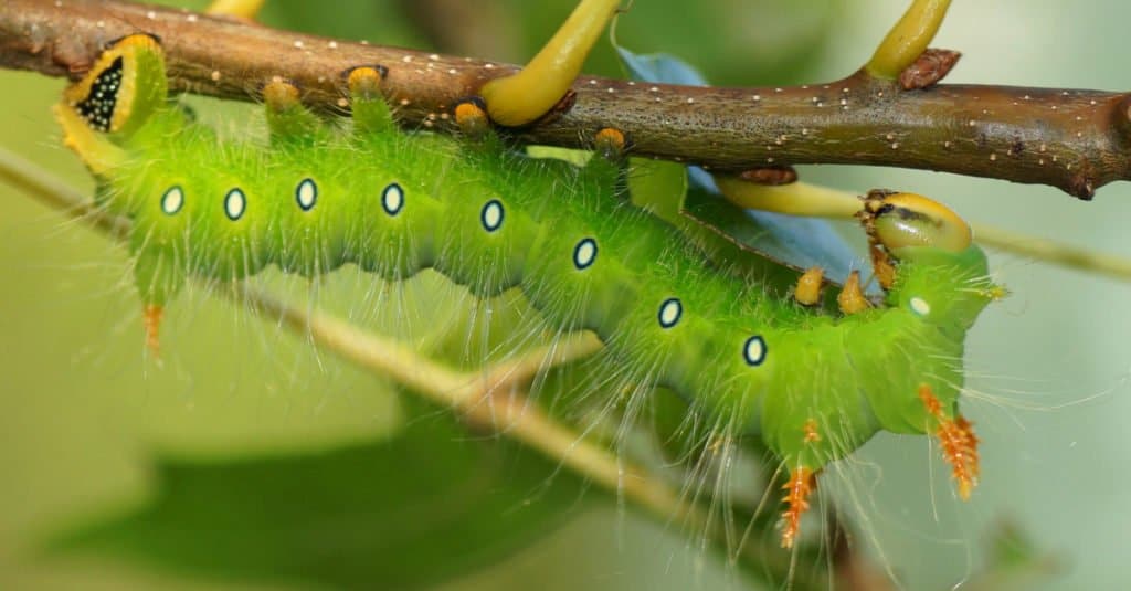 Falena imperiale in fase di bruco