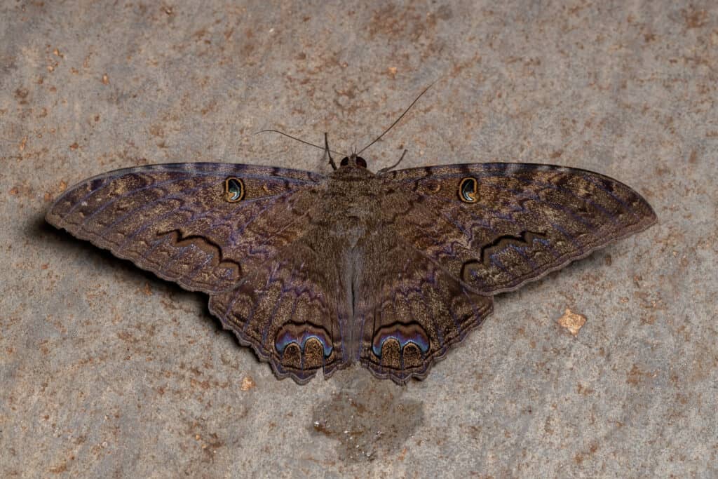 falena strega nera maschio adulto