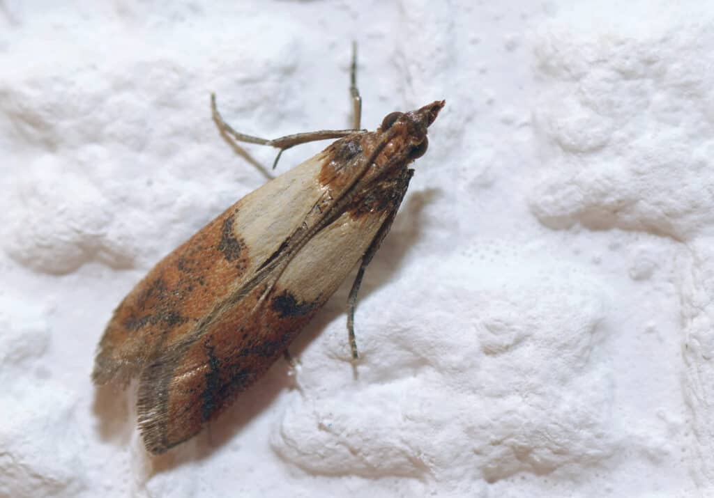 Falena indiana