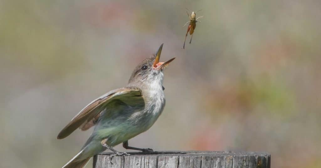 Phoebe orientale (Sayornis phoebe) che mangia una cavalletta invernale marrone (Amblytropidia mysteca).