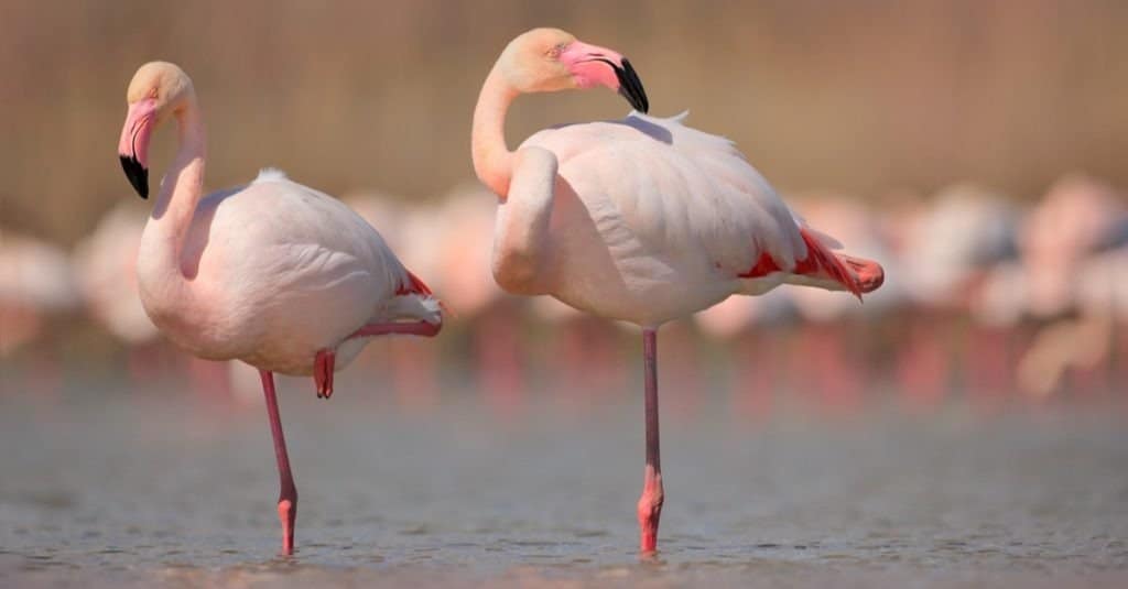 Grandi uccelli rosa fenicotteri maggiori, Phoenicopterus ruber, nell'acqua, Camargue, Francia.