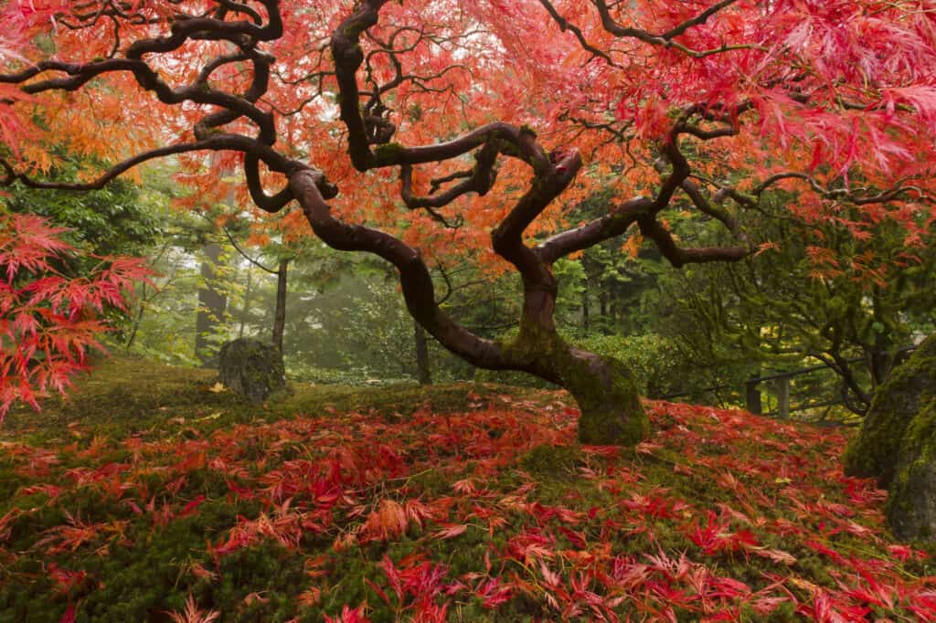 albero di acero giapponese completamente cresciuto