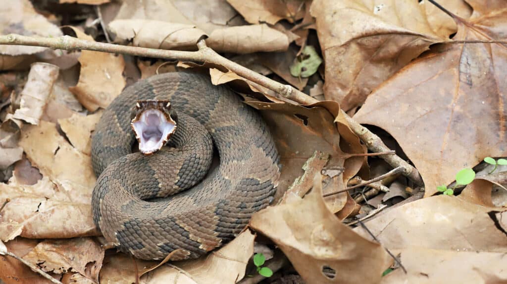 Un Cottonmouth (Water Mocasin) pronto a colpire