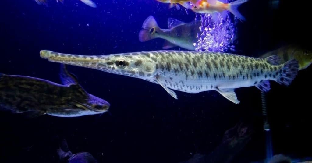 Gar della Florida che nuotano in un acquario