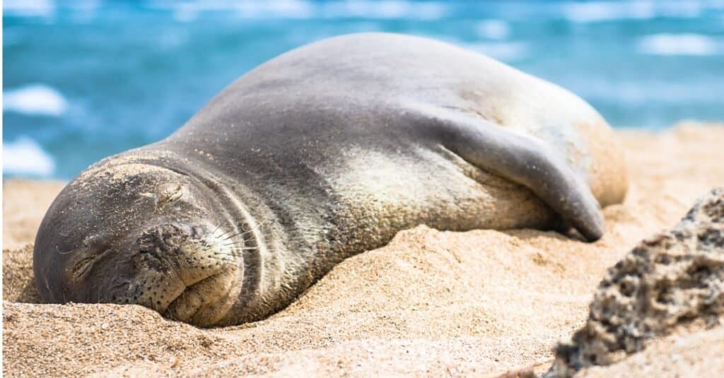 Foca monaca hawaiana che dorme sulla spiaggia