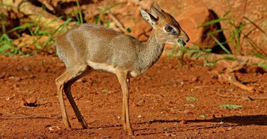 Dik-dik (Madoqua kirkii) maschio adulto di Kirk che mangia "n"nTsavo in Kenya.