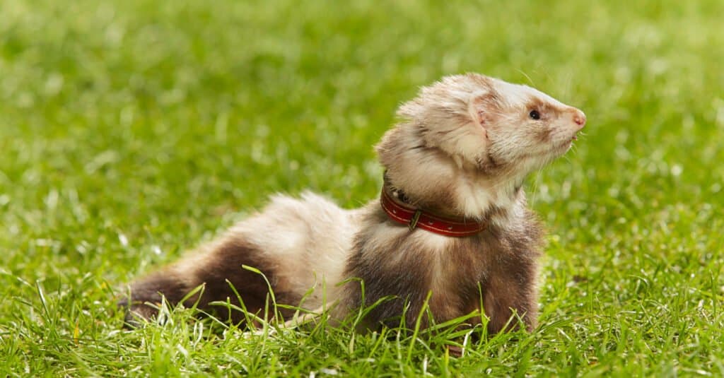 Furetto d'angora dell'animale domestico su erba verde fresca in una giornata di primavera nel parco.