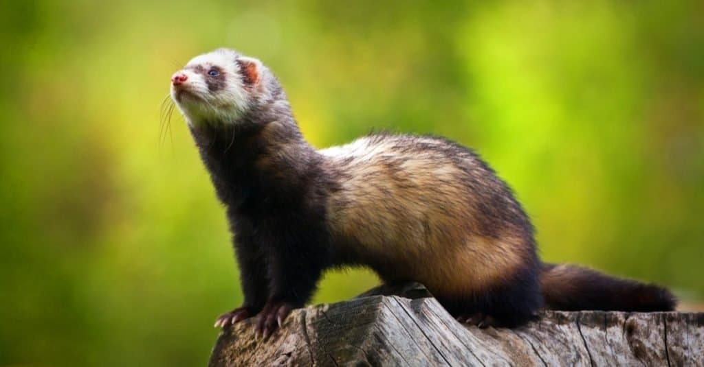 Furetto in piedi sul ceppo di albero