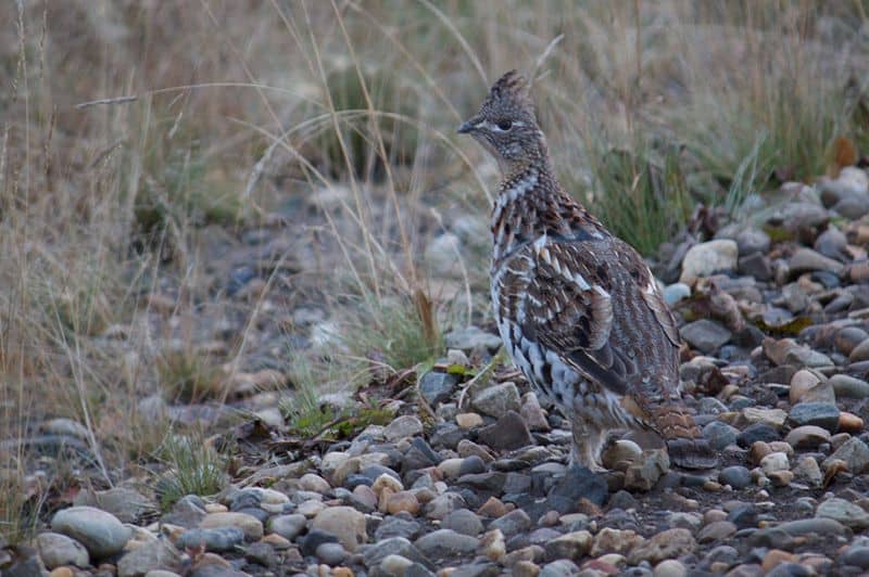 Gallo cedrone in piedi nell'erba