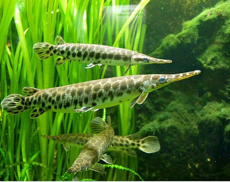 Gar nuoto tra l'erba