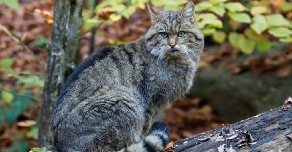 animali che cacciano i serpenti a sonagli