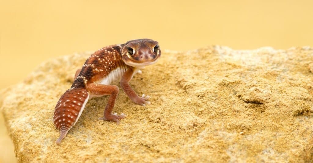 Nephrurus levis, comunemente noto come geco dalla coda a pomello a tre linee, geco dalla coda a pomello liscia o geco comune dalla coda a pomello, è una specie di geco australiano nativo.