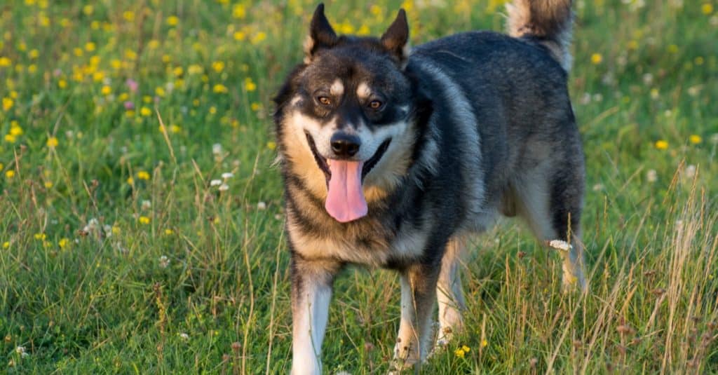 Gerberian Shepsky gioca in un campo