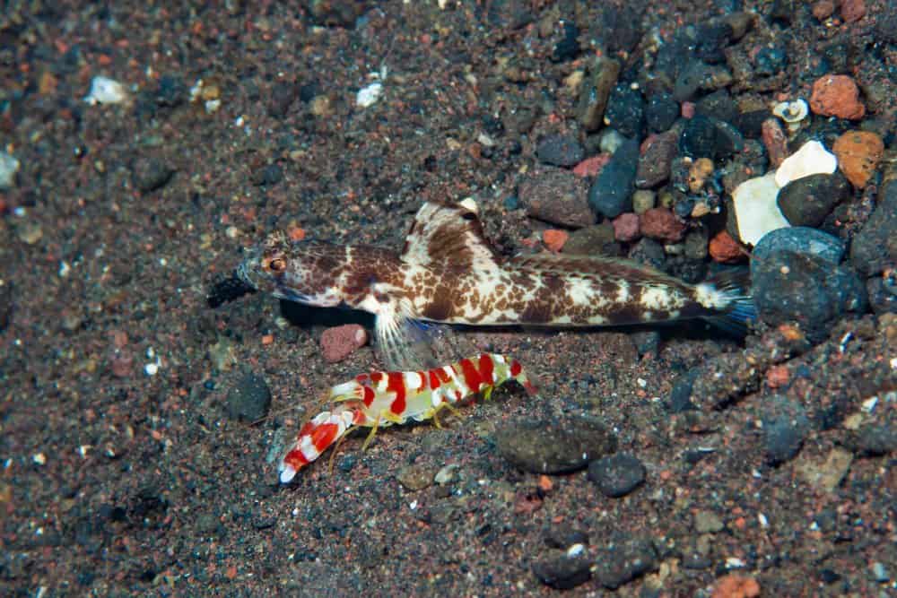Screziato, gamberetti-ghiozzo, Tomiyamichtys, Oni, e, Pistola, gamberetti, Alphaeus, Randalli