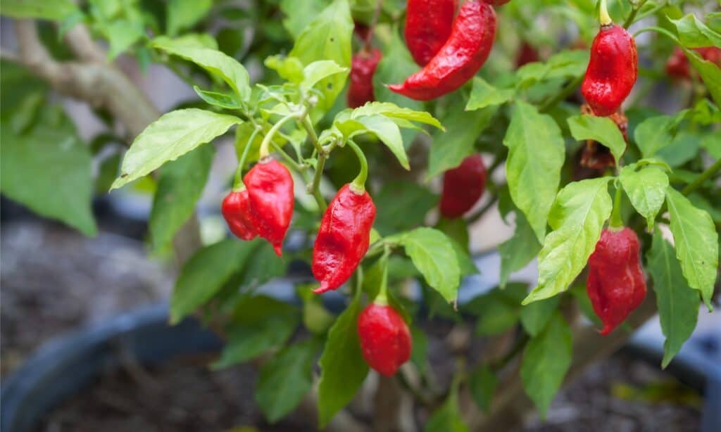 Scotch Bonnet vs Ghost Pepper