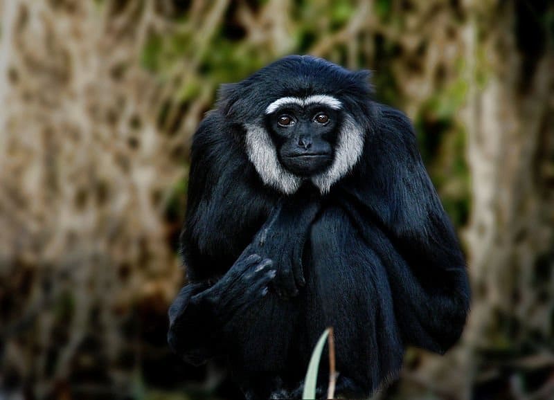 Cosa mangiano le scimmie?  - Ritratto di Gibbon seduto