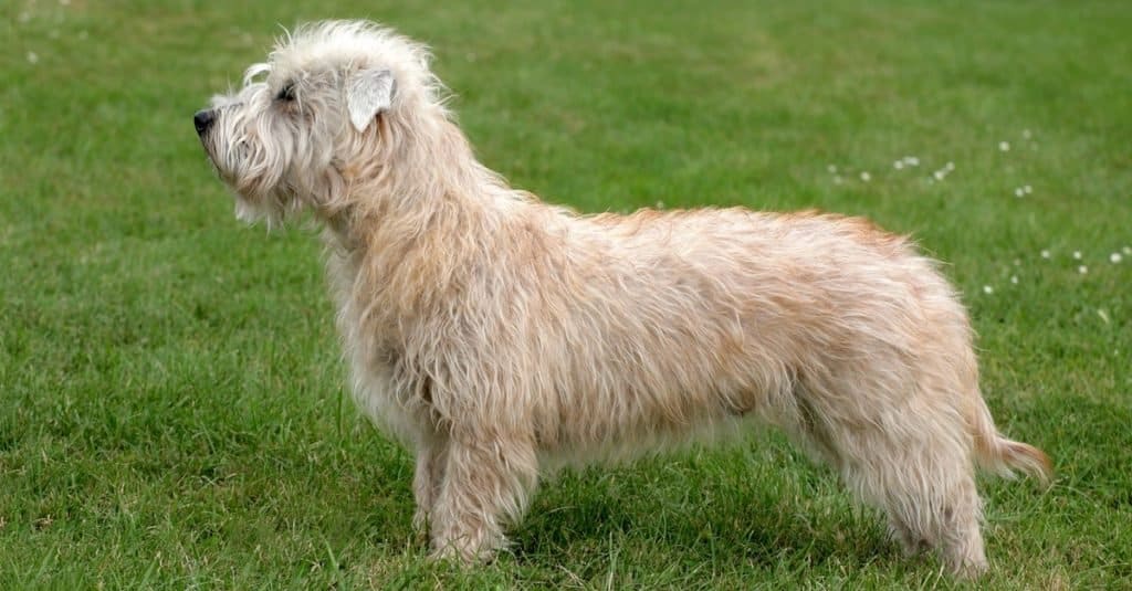 Tipico Irish Glen Terrier nel giardino primaverile