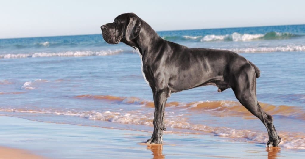 Razze di cani più grandi: Alano