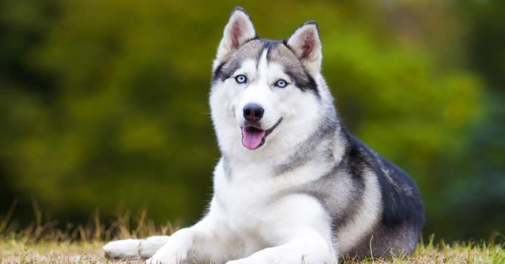 Husky siberiano