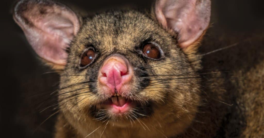 Denti di opossum - Denti di opossum dalla coda a cespuglio