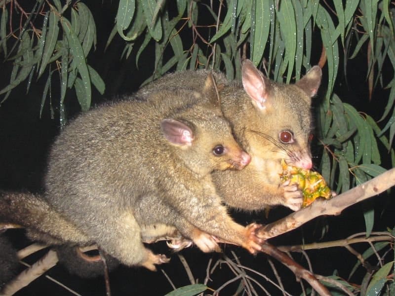 Opossum