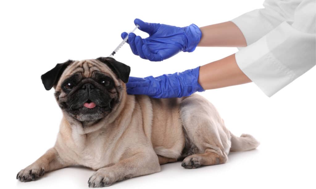 Veterinario che somministra un vaccino a un carlino