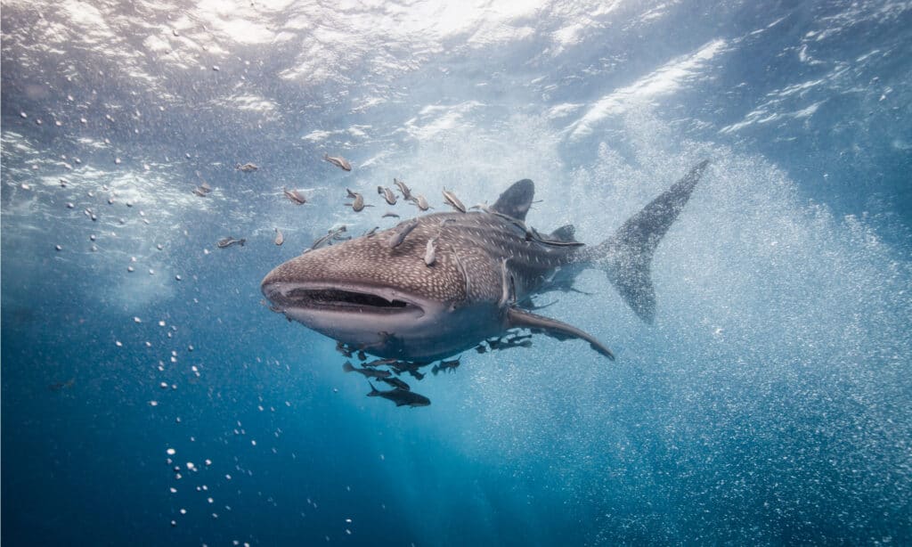 Squalo balena che nuota con il pesce pilota.