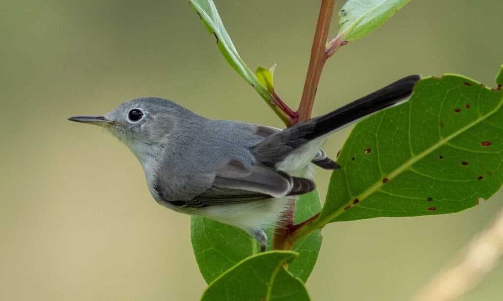 Blu-Grigio Gnatcatcher seduto su un albero d'argento buttonwood.  I moscerini grigio-blu hanno un becco lungo, sottile e appuntito.  Il suo design a becco gli consente di strappare un insetto dall'aria.