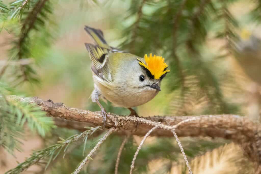Goldcrest con una cresta rialzata appollaiata su un ramo spoglio