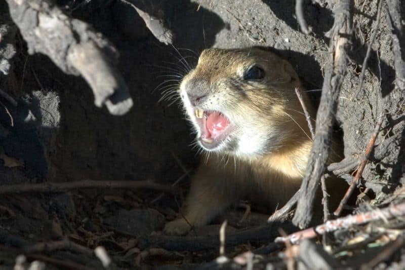 Gopher nel suo tunnel