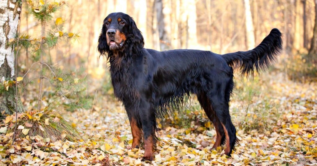 Setter Gordon in foglie d'autunno