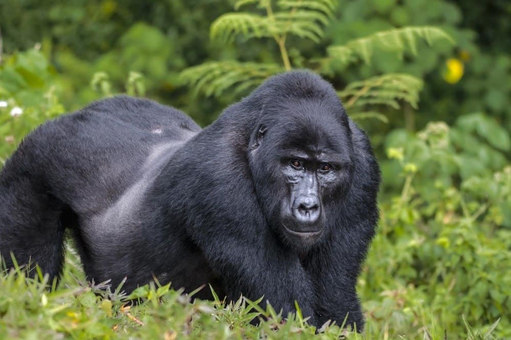 Maschio posteriore d'argento del gorilla orientale nella foresta pluviale.