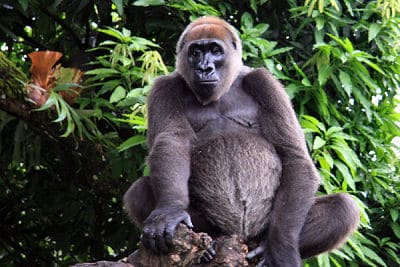 Gorilla di Cross River, Limbe Wildlife Center, Camerun