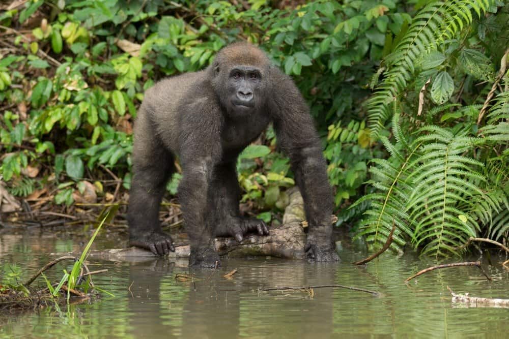 Gorilla di pianura orientale che cammina nell'acqua